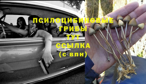 стаф Вязьма